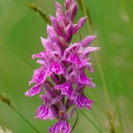 Orchis de Fuchs