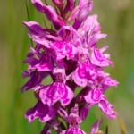 Orchis de Fuchs