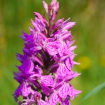 Orchis de Fuchs